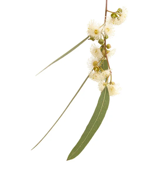 Eucalyptus camaldulensis à fleurs — Photo