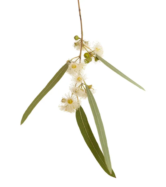 Virágzás eukaliptusz camaldulensis — Stock Fotó