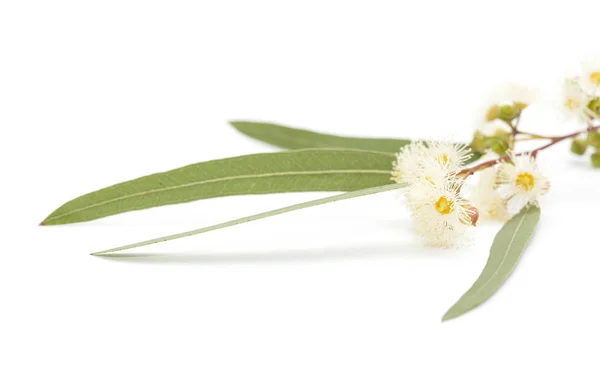 Flowering Eucalyptus camaldulensis — Stock Photo, Image