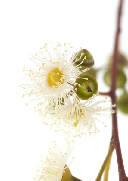 Floração Eucalyptus camaldulensis — Fotografia de Stock