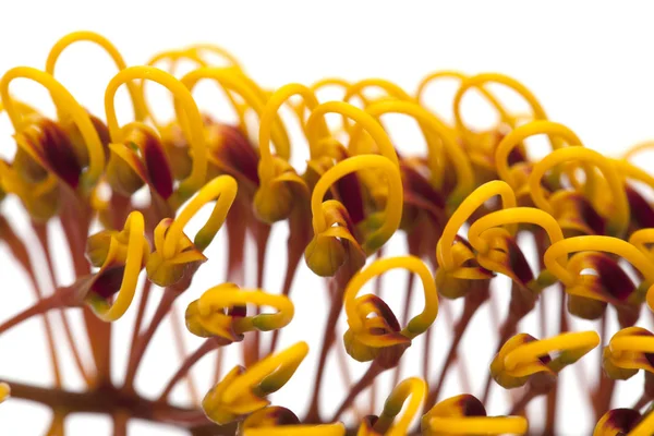 Flores de Grevillea robusta — Foto de Stock