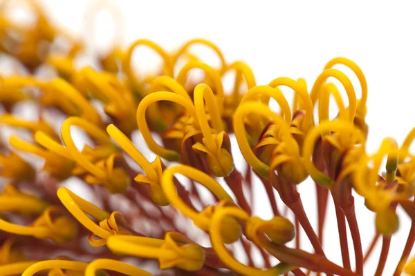 Blommor av Grevillea robusta — Stockfoto