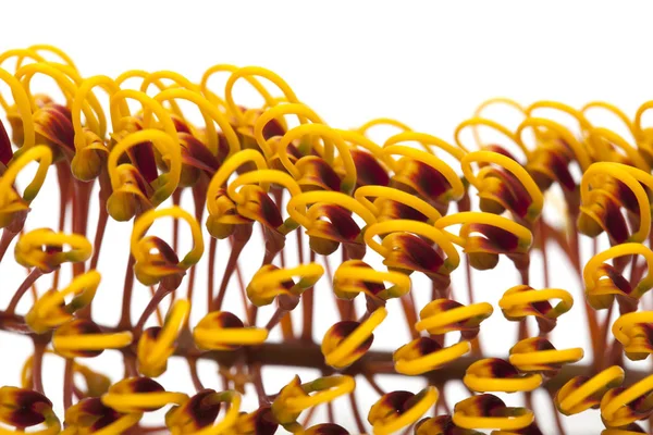 シルキーオークの花 — ストック写真