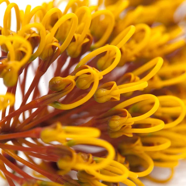 Kwiaty z Grevillea robusta — Zdjęcie stockowe