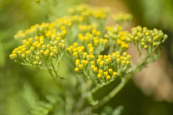 Kvetoucí Gonospermum canariense – Eonium Kanárské — Stock fotografie