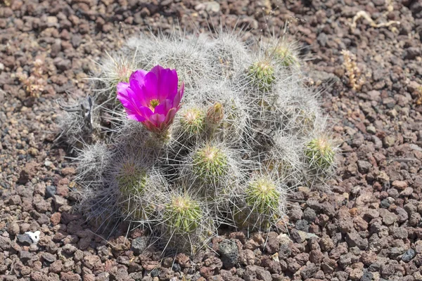 Purpurová kvetoucí kaktus — Stock fotografie