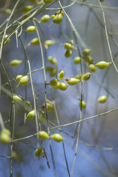 Retama rhodorhizoides zelené ovoce — Stock fotografie