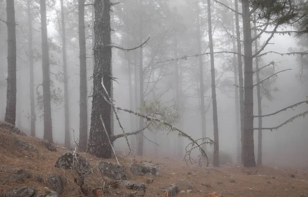 Gran Canaria, May — Stockfoto