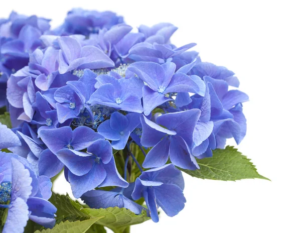 Hortensia azul aislada —  Fotos de Stock