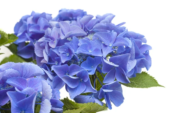 Blauwe Hydrangea geïsoleerd — Stockfoto