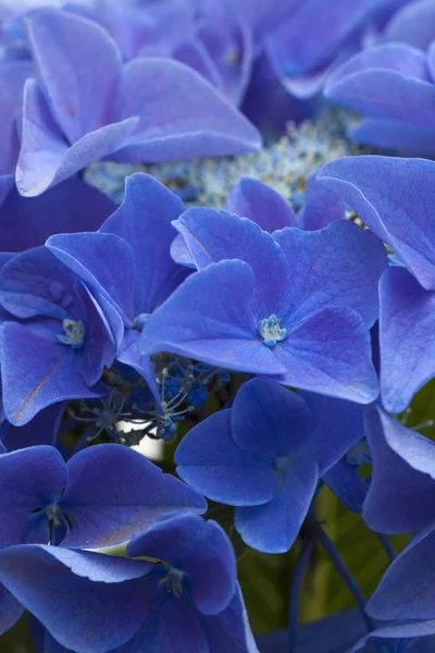 蓝色绣球花背景 — 图库照片