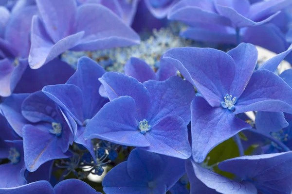 Fondo azul de hortensias —  Fotos de Stock