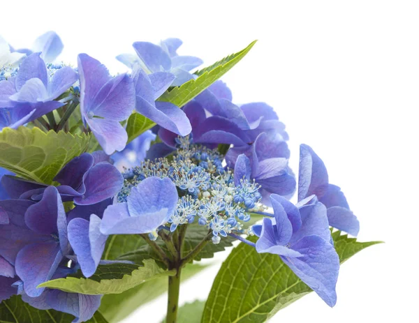 Blaue Hortensie isoliert — Stockfoto