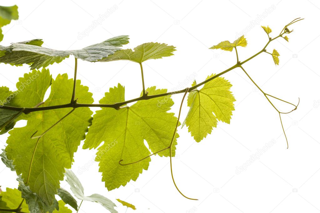 young grapevine isolated