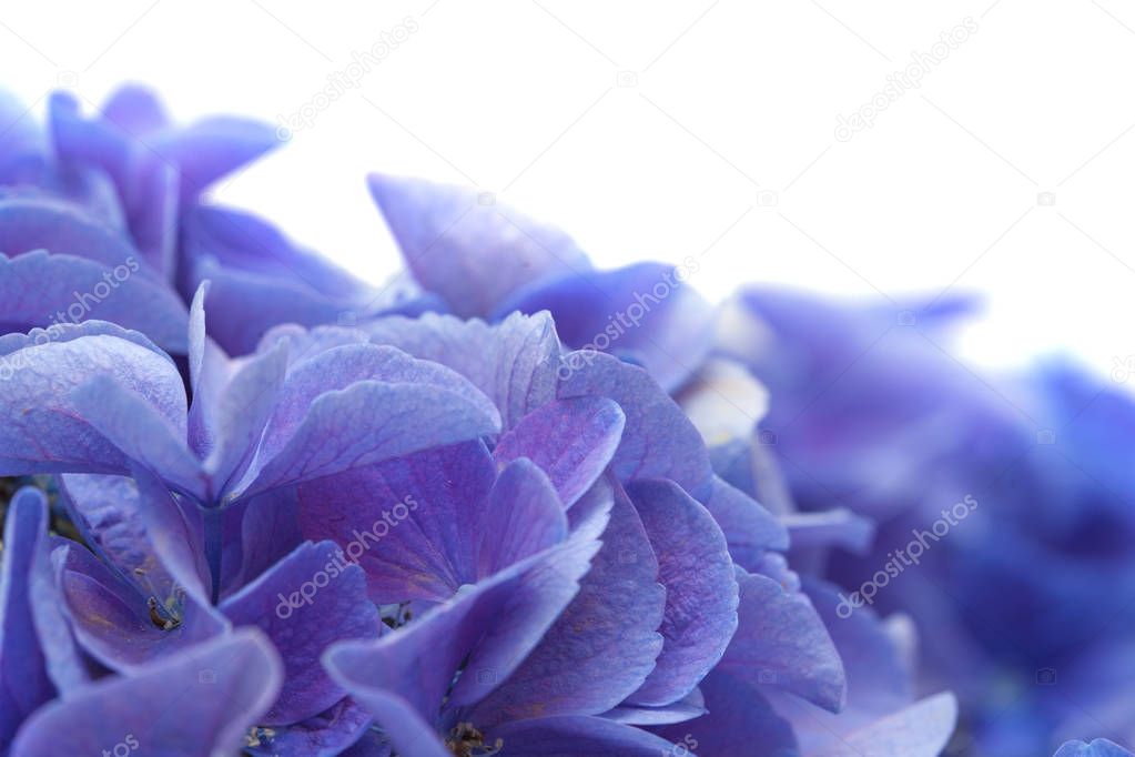 blue Hydrangea isolated