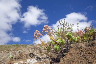 Gran Canaria - Aeonium percarneum florası