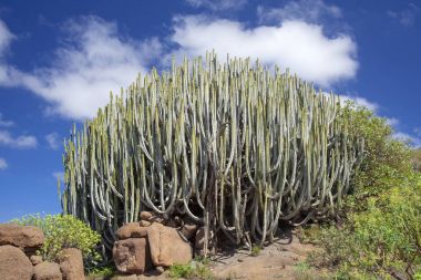Gran Canaria - Atatürk canariensis florası
