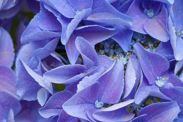 Blue Hydrangea background — Stock Photo, Image