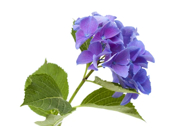 Modré hortenzie, samostatný — Stock fotografie