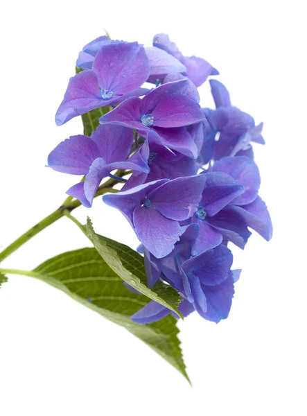 Blauwe Hydrangea geïsoleerd — Stockfoto