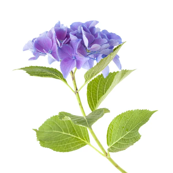 Blauwe Hydrangea geïsoleerd — Stockfoto