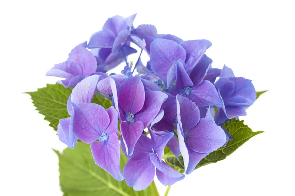 Blå hortensia isolerade — Stockfoto