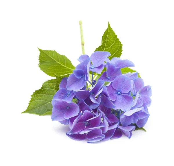 Blaue Hortensie isoliert — Stockfoto