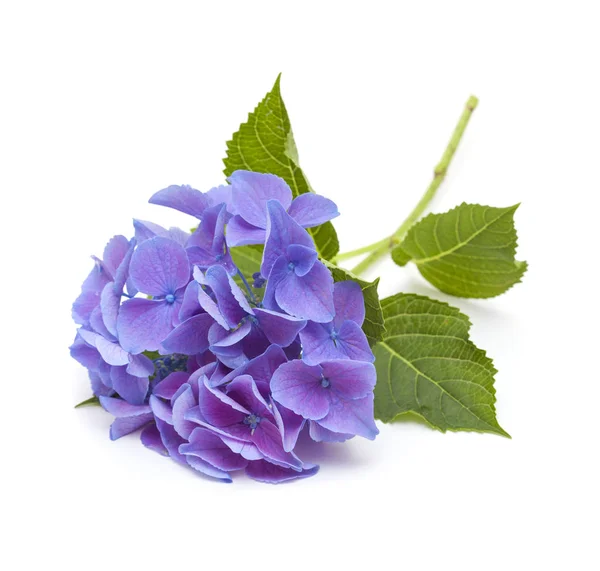 Hortênsia azul isolada — Fotografia de Stock