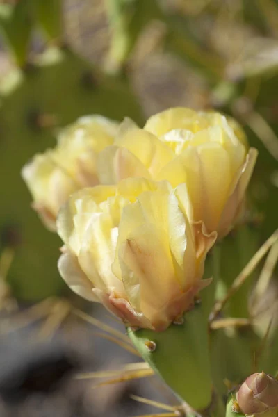 Flora z Gran Canaria - Opuntia stricta — Stock fotografie