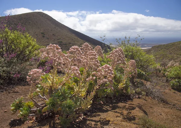 Flora de Gran Canaria - Aeonium percarneum — Foto de Stock