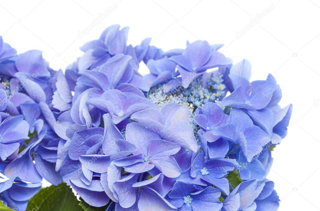 blue Hydrangea isolated