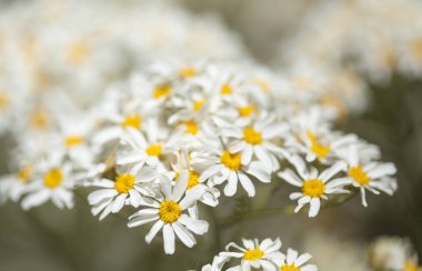 gran canaria - tanacetum ptarmiciflorum florası