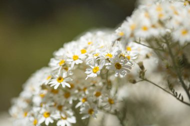 gran canaria - tanacetum ptarmiciflorum florası