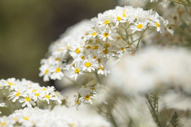 gran canaria - tanacetum ptarmiciflorum florası