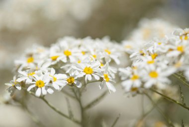 gran canaria - tanacetum ptarmiciflorum florası