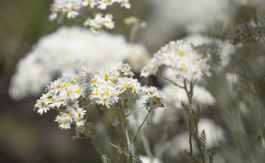 gran canaria - tanacetum ptarmiciflorum florası