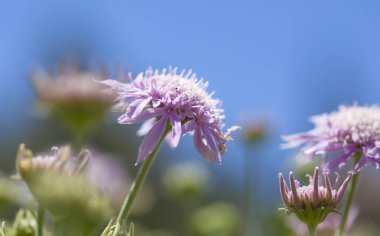 gran canaria - pterocephalus dumetorum florası