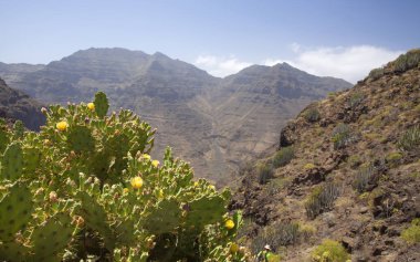 Batı Gran Canaria, Mayıs