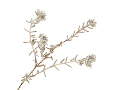 Gran Canaria - Micromeria florası