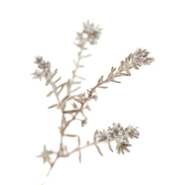 Gran Canaria - Micromeria florası