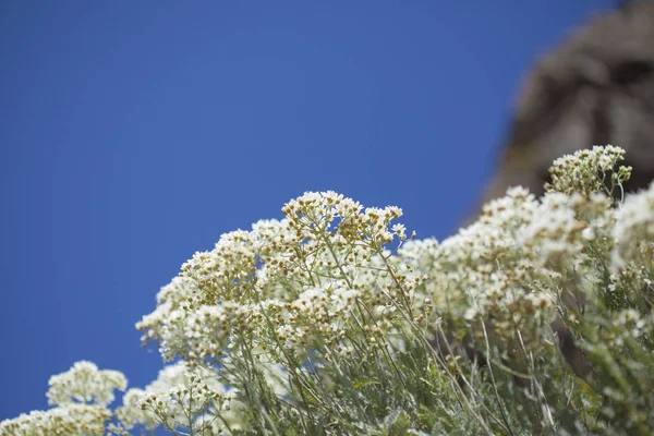 Flora von Gran Canaria - tanacetum ptarmiciflorum — Stockfoto