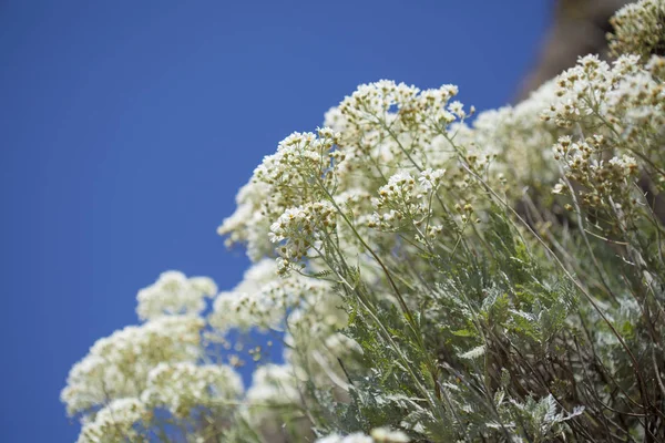 Flora gran Canria - tanacetum ptarmiciflorum — Zdjęcie stockowe