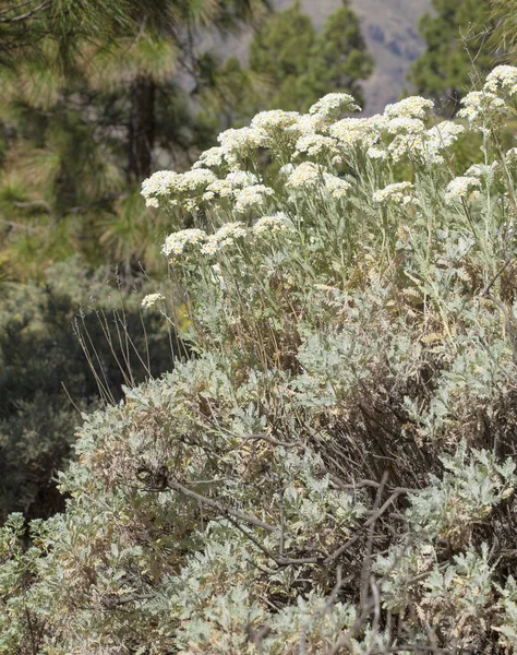 Floran på gran canaria - tanacetum ptarmiciflorum — Stockfoto