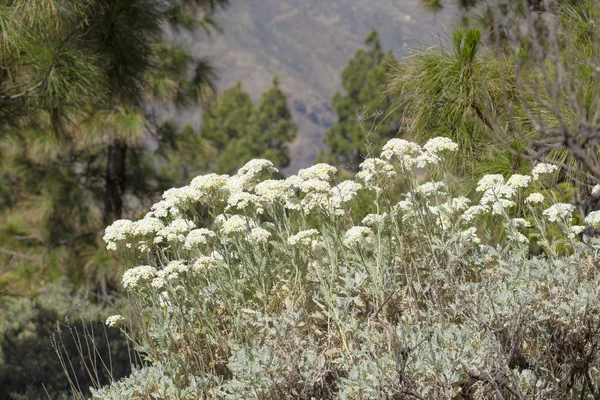 Flora van gran canaria - tanacetum ptarmiciflorum — Stockfoto