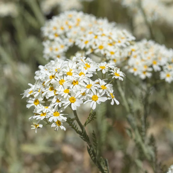 Flora z gran canaria - tanacetum ptarmiciflorum — Stock fotografie