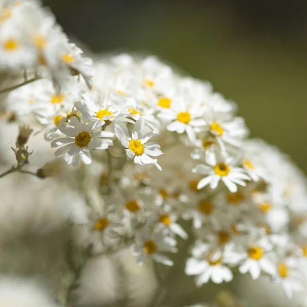 Flora z gran canaria - tanacetum ptarmiciflorum — Stock fotografie