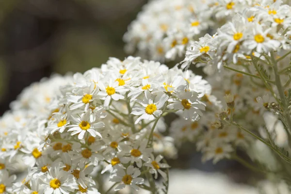 Flora de Gran Canaria - Tanacetum ptarmiciflorum —  Fotos de Stock