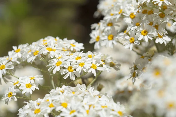 Flora z gran canaria - tanacetum ptarmiciflorum — Stock fotografie