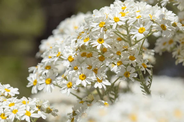 Flora z gran canaria - tanacetum ptarmiciflorum — Stock fotografie