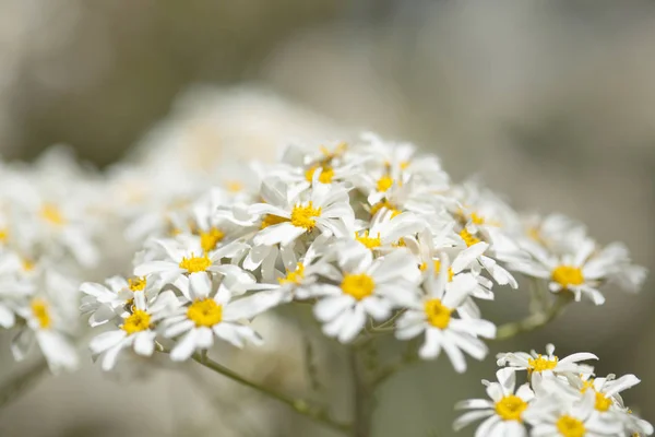 Flora z gran canaria - tanacetum ptarmiciflorum — Stock fotografie